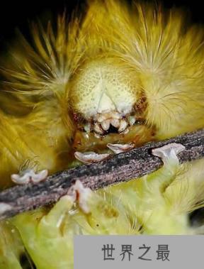 十大怪异昆虫盘点：巨骆驼蜘蛛速度可达10英里/小时