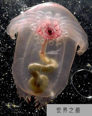 盘点自然界最透明动物：有些动物能清晰看见内脏和血管