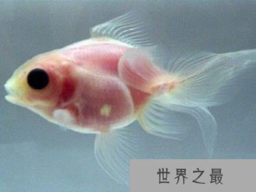 盘点自然界最透明动物：有些动物能清晰看见内脏和血管