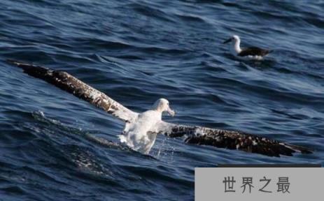 世界上翅膀最长的鸟：漂泊信天翁，翅膀长3.7米(翅膀最长/体型最大)