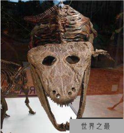 史前最大青蛙：虾蟆螈，头大尾巴短，以鱼类与恐龙为食