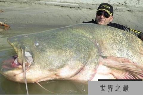 世界上最大的鲶鱼 