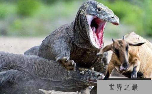 世界上最毒的蜥蜴：科莫多巨蜥，含剧毒吃同类幼体