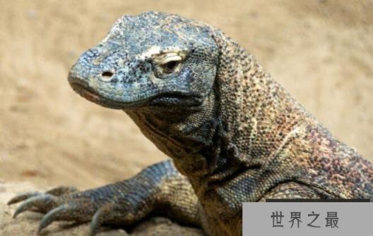 世界上最毒的蜥蜴：科莫多巨蜥，含剧毒吃同类幼体