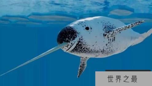 世界上牙齿最长的动物：独角鲸，牙齿长3米(一半身长)