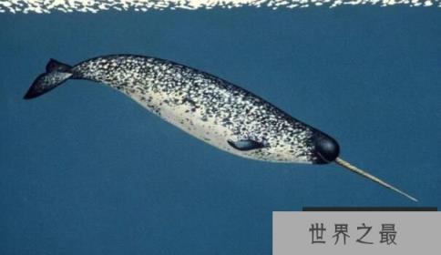 世界上牙齿最长的动物：独角鲸，牙齿长3米(一半身长)