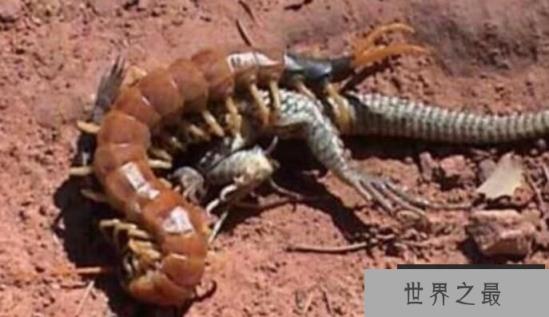 世界第二大蜈蚣：秘鲁巨人蜈蚣，体长42厘米，爱吃蝙蝠的大蜈蚣