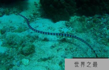 世界上最毒的蛇排名，海蛇/内陆太攀蛇并列第一(毒蛇之王)