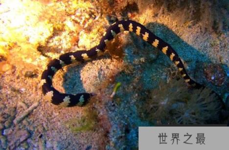 世界上最毒的蛇排名，海蛇/内陆太攀蛇并列第一(毒蛇之王)
