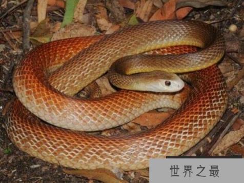 世界上最毒的蛇排名，海蛇/内陆太攀蛇并列第一(毒蛇之王)