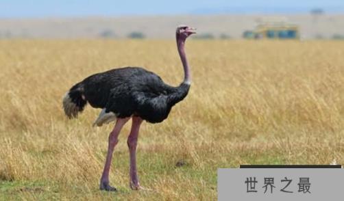 现存世界上最大的鸟：鸵鸟，身高2.5米，体重150千克 