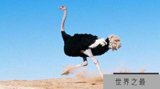 现存世界上最大的鸟：鸵鸟，身高2.5米，体重150千克 