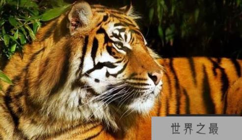 世界上最大的老虎：西伯利亚虎，体长3米，体重350公斤