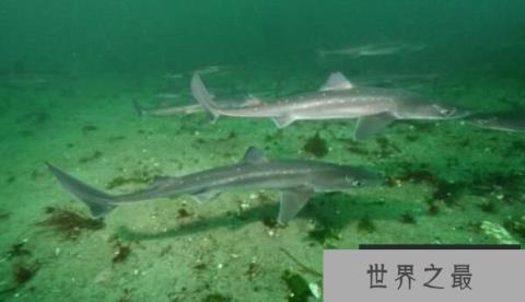 世界上最弱的鲨鱼：硬背侏儒鲨，身长仅18厘米(会发光)