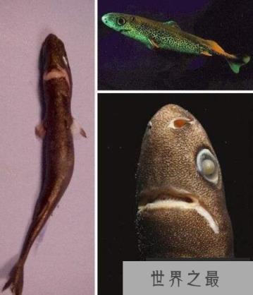 世界上最弱的鲨鱼：硬背侏儒鲨，身长仅18厘米(会发光)