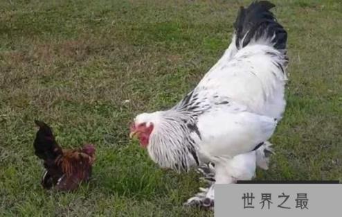 世界上最重的鸡:婆罗门鸡,体重16公斤(鸡中霸王)