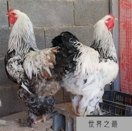 世界上最重的鸡:婆罗门鸡,体重16公斤(鸡中霸王)