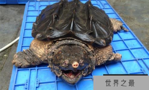 世界上最大的淡水龟：鳄龟，龟和鳄鱼的结合体(体型大/凶猛)