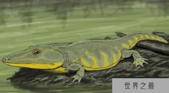 史前最大青蛙：虾蟆螈，头大尾巴短，以鱼类与恐龙为食