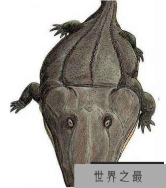史前最大青蛙：虾蟆螈，头大尾巴短，以鱼类与恐龙为食