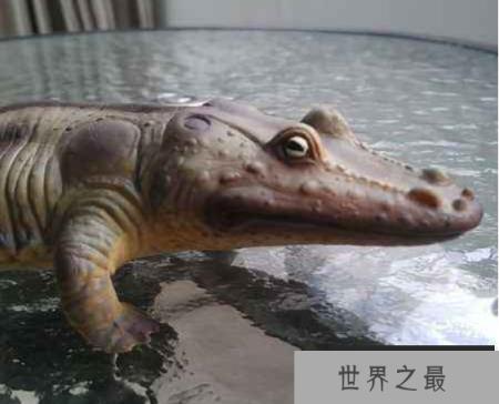 史前最大青蛙：虾蟆螈，头大尾巴短，以鱼类与恐龙为食