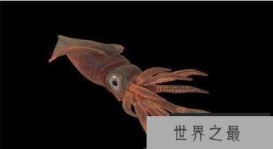 远古最大的乌贼：史前乌贼，体型不输霸王乌贼