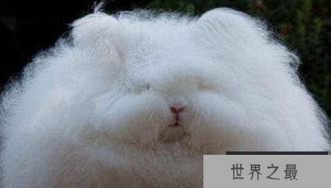 世界上毛最长的兔子：安哥拉兔，毛长38厘米（巨型毛球）