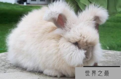 世界上毛最长的兔子：安哥拉兔，毛长38厘米（巨型毛球）