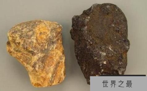 潜水时间最长的鲸：抹香鲸，最深能潜2200米(深海潜水冠军)