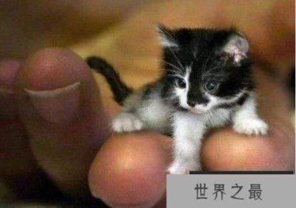 世界最小的猫咪：希德，身高不足10厘米(猫中侏儒)