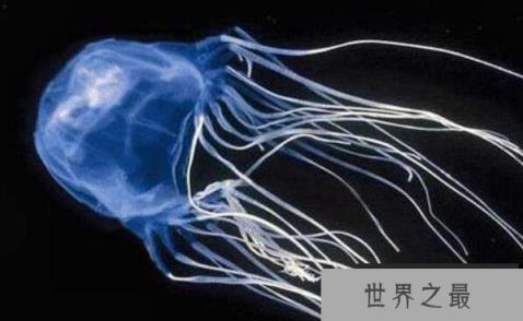 世界最毒水母排名，箱水母排第一(一只毒死60位成年人)