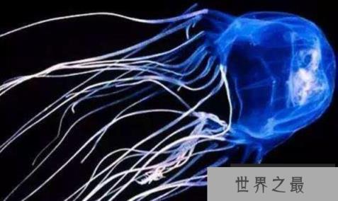 世界最毒水母排名，箱水母排第一(一只毒死60位成年人)