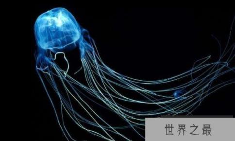 世界最毒水母排名，箱水母排第一(一只毒死60位成年人)