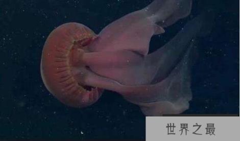 世界上最恐怖的水母：冥河水母，体长11米如摄魂怪(阴森可怕)