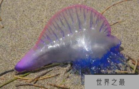 僧帽水母是什么水母,僧帽水母有没有毒