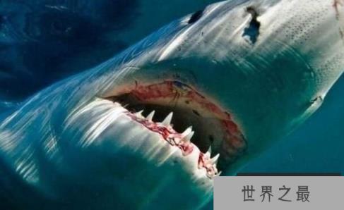 世界上最可怕的三大鲨鱼，凶猛的大白鲨榜上有名排第一