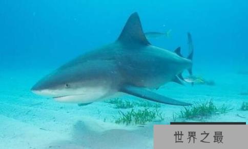 爆发力超强的危险鲨鱼：公牛真鲨，唯一深入淡水生活的鲨鱼