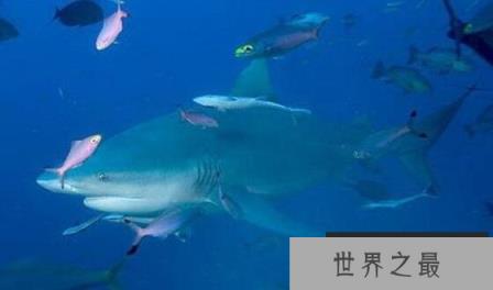 爆发力超强的危险鲨鱼：公牛真鲨，唯一深入淡水生活的鲨鱼