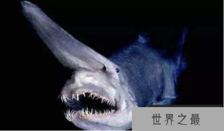 世界上最古老的鲨鱼：精灵鲨，200米深海下的隐形活化石