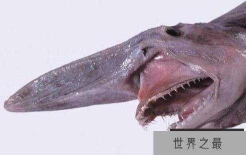 世界上最古老的鲨鱼：精灵鲨，200米深海下的隐形活化石