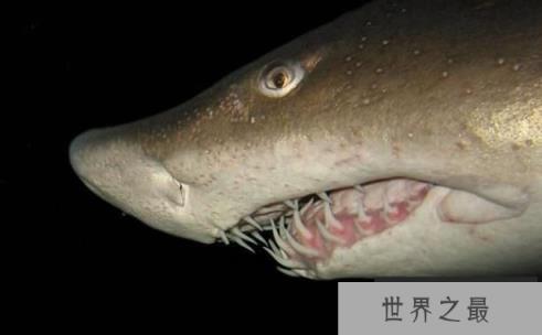 世界上最危险的鲨鱼：噬人鲨，攻击人类和船只(无处可逃)