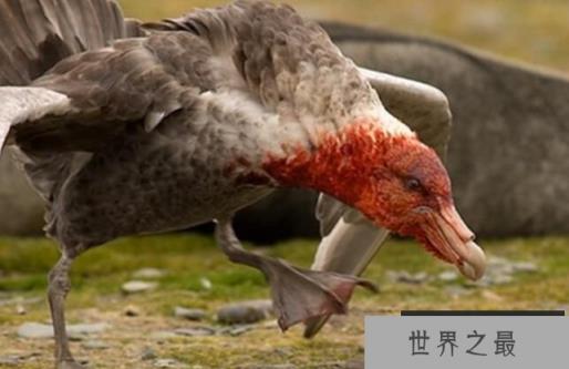 世界上表面温顺却凶猛的十种鸟，南极巨型海燕排名第一