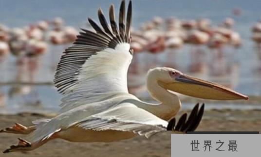 世界上表面温顺却凶猛的十种鸟，南极巨型海燕排名第一