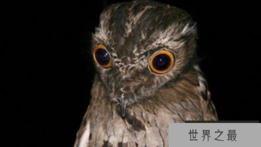 世界上表面温顺却凶猛的十种鸟，南极巨型海燕排名第一