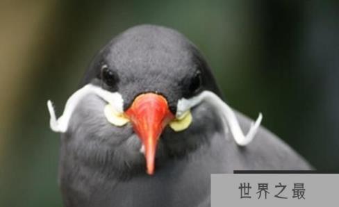 世界上表面温顺却凶猛的十种鸟，南极巨型海燕排名第一