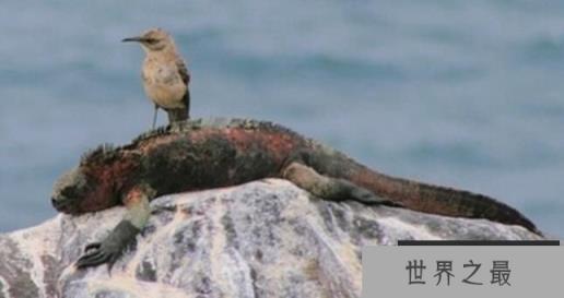 世界上表面温顺却凶猛的十种鸟，南极巨型海燕排名第一