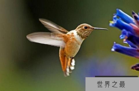世界上最小的鸟排名，蜂鸟最轻仅2克，阔嘴鸟排第二