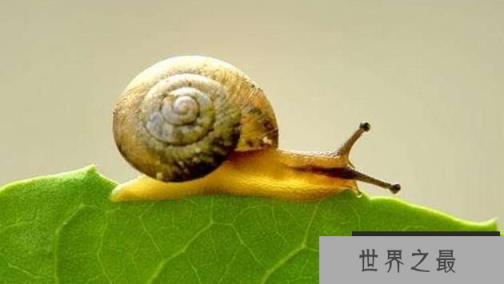 世界上牙齿最多的动物：蜗牛，超2万颗牙齿，满嘴都是牙