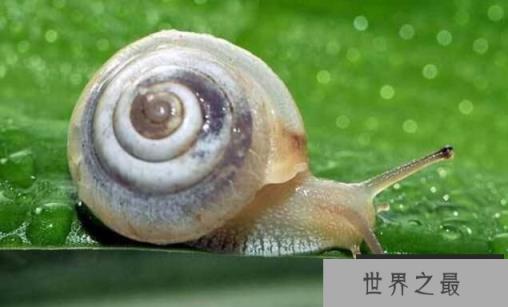 世界上牙齿最多的动物：蜗牛，超2万颗牙齿，满嘴都是牙