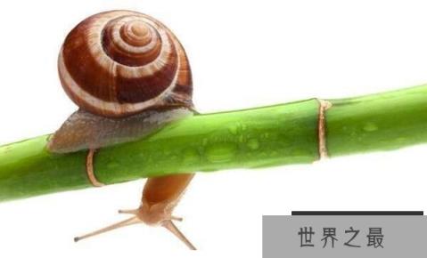 世界上牙齿最多的动物：蜗牛，超2万颗牙齿，满嘴都是牙